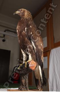 Hawk 0084